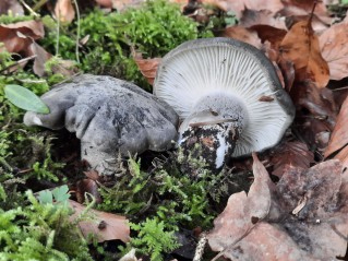 Hygrophorus marzuolus