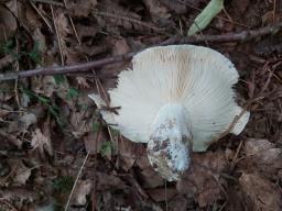 Russula delica