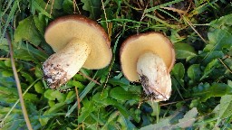 Suillus granulatus