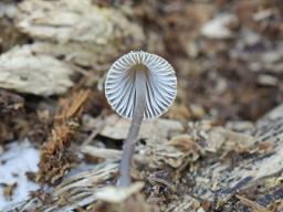 Mycena silvae-nigrae