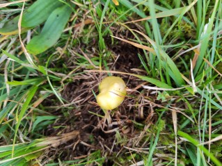 Hygrocybe citrinovirens