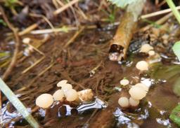 Cudoniella clavus