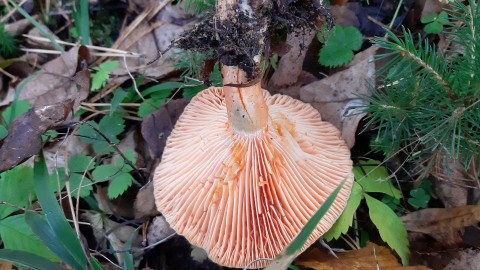 Lactarius semisanguifluus