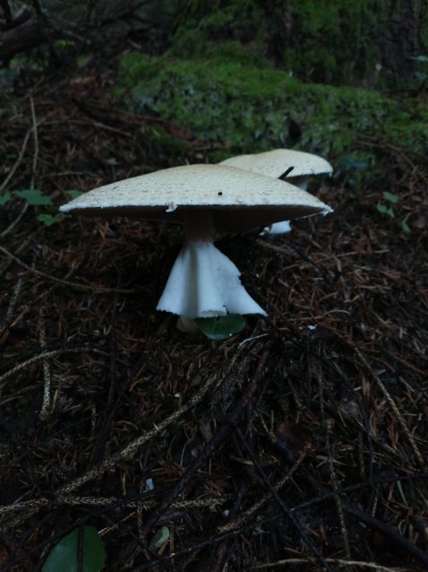 Agaricus augustus