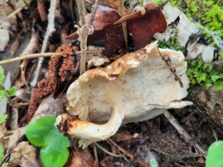 Lentinus substrictus