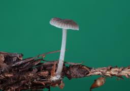 Mycena vulgaris