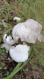 Leucocybe connata