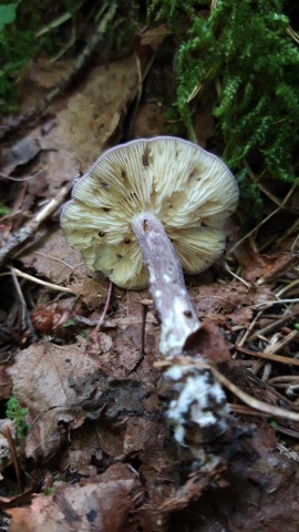 Calocybe ionides