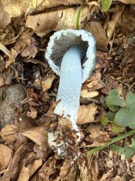 Stropharia aeruginosa