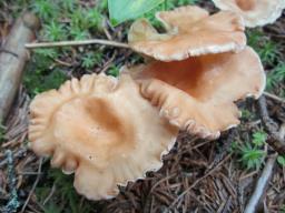 Infundibulicybe costata
