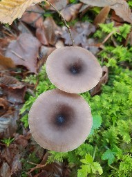 Pseudoclitocybe cyathiformis