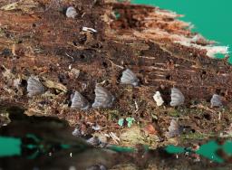 Resupinatus striatulus