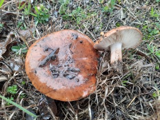 Tricholoma batschii