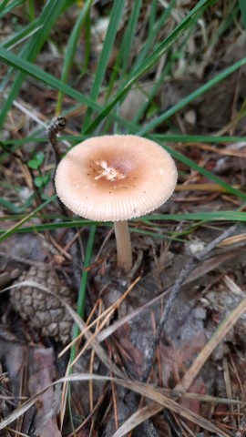 Amanita fulva