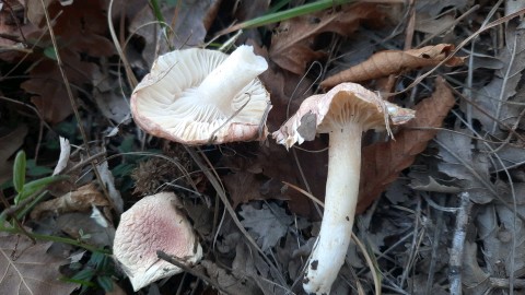 Hygrophorus