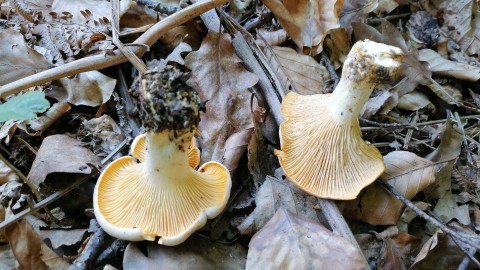 Cantharellus cibarius