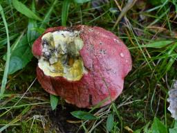 Rubroboletus rubrosanguineus