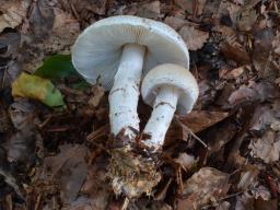 Lepiota ignivolvata