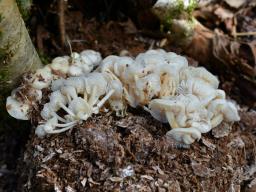 Flammulina filiformis