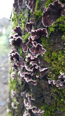 Chondrostereum purpureum