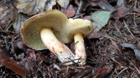 Xerocomellus pruinatus