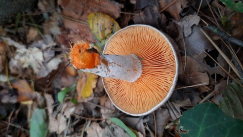 Lactarius quieticolor