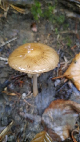 Hymenopellis radicata