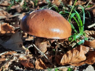 Suillus luteus