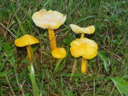 Hygrocybe chlorophana