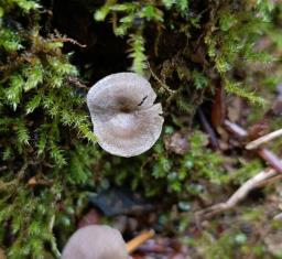 Entoloma undatum