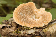 Polyporus tuberaster