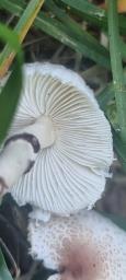 Lepiota lilacea