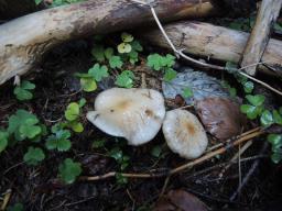 Pholiota lenta