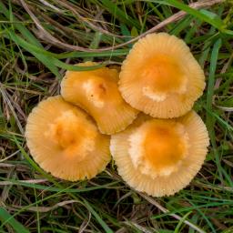 Marasmius oreades