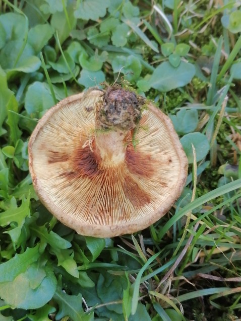 Paxillus involutus