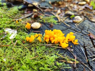 Dacrymyces chrysospermus