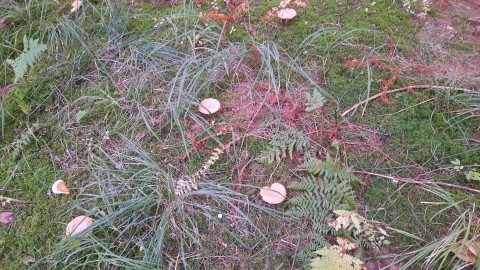 Paxillus involutus