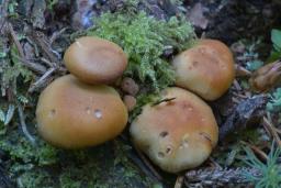 Pholiota vernalis