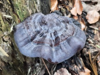 Ganoderma carnosum