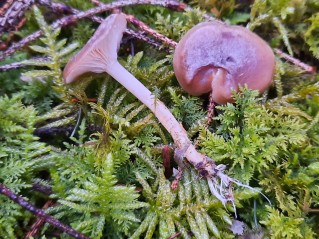 Rhizocybe pruinosa