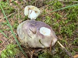 Russula amoena