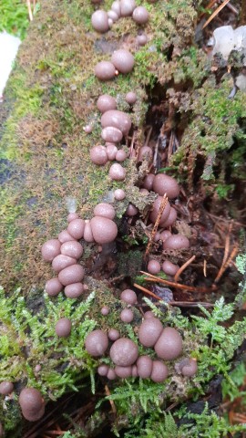Lycogala epidendrum