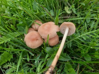 Marasmius oreades