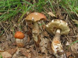 Leccinum quercinum