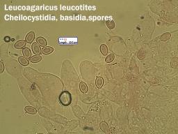 Leucoagaricus leucothites