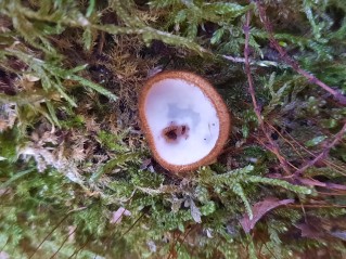 Humaria hemisphaerica