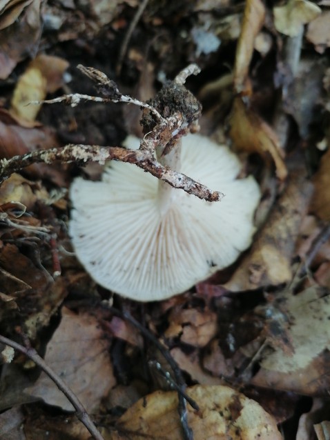 Megacollybia platyphylla