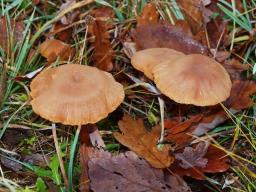 Laccaria laccata