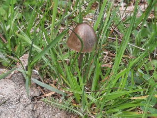 Panaeolus papilionaceus