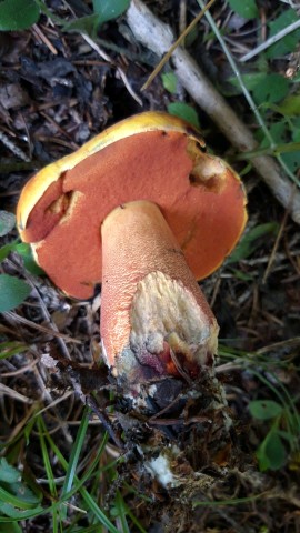 Neoboletus luridiformis